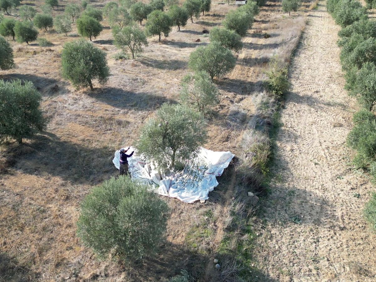 Olive grove in &Ccedil;amoluk seen from above, with a harvest net under one of the trees