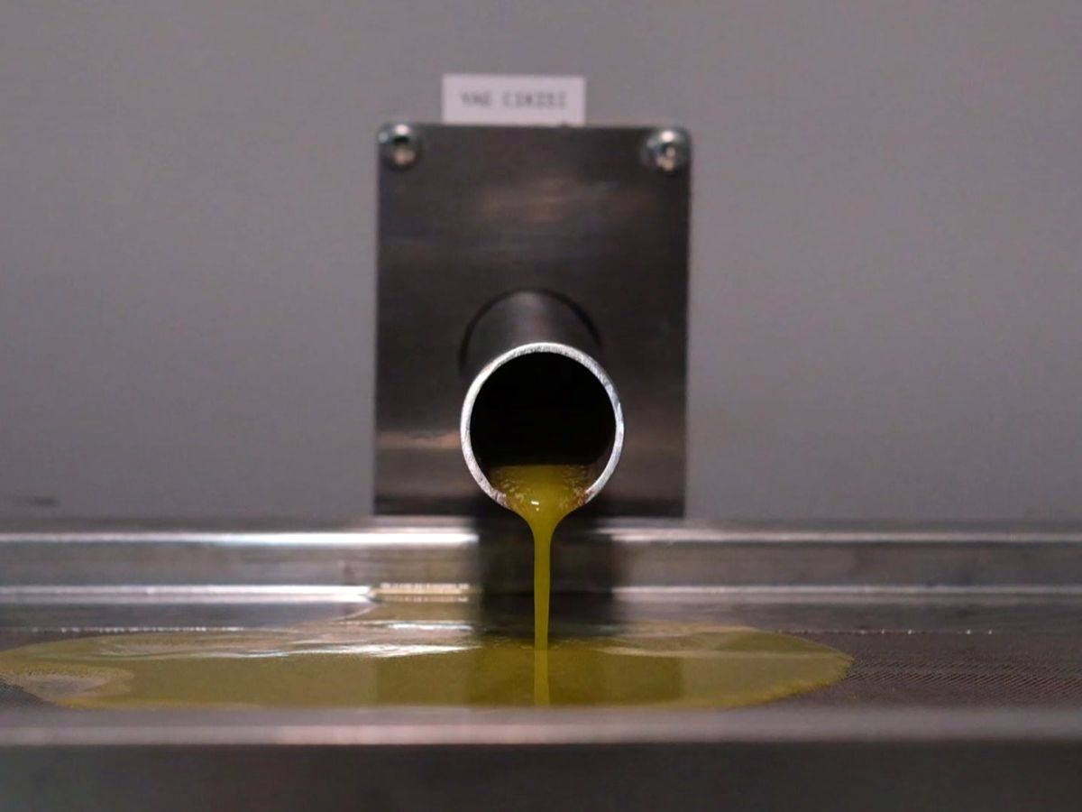Fresh olive oil flowing from a stainless steel spout at the mill