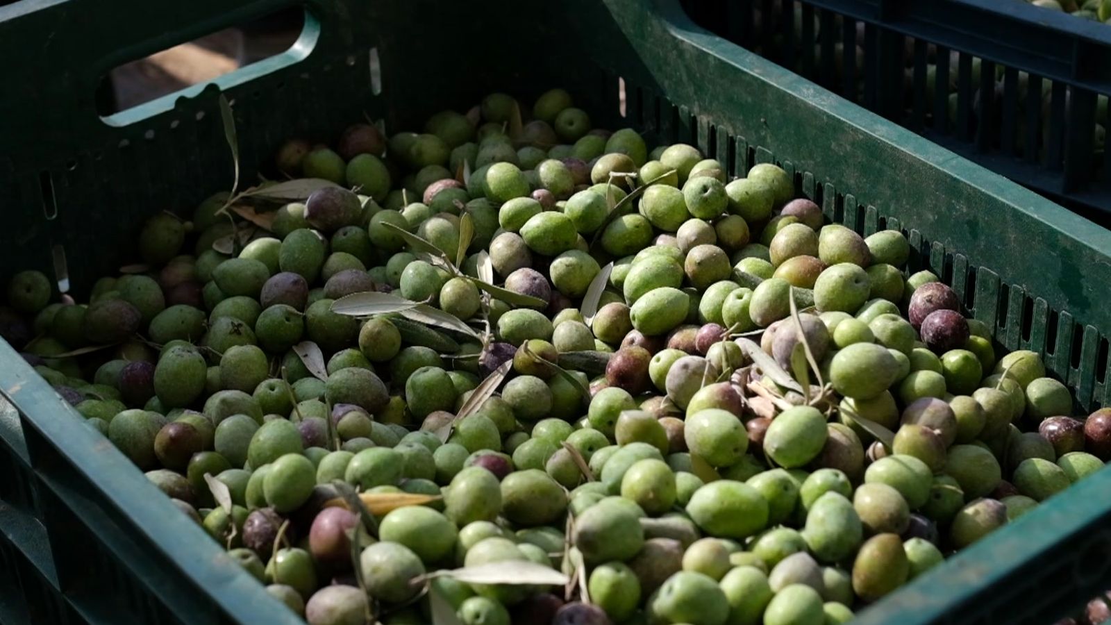 A crate of freshly picked green and purple olives