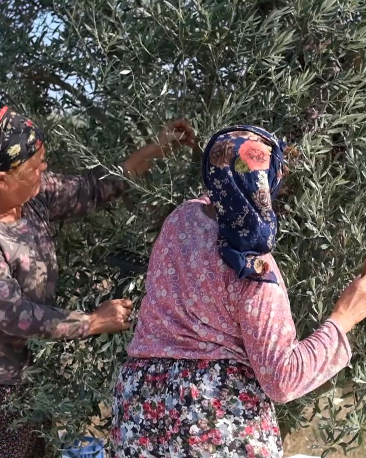 Two women picking olives by hand in the grove