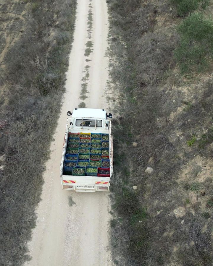 A truck carrying crates of olives along the grove road, seen from above