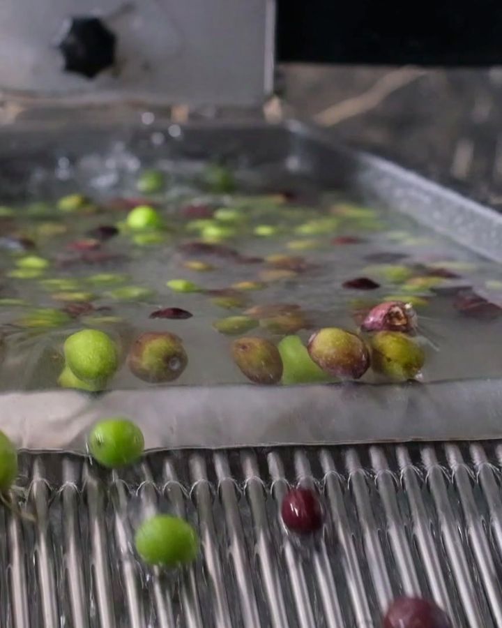 Olives being washed on the line at the mill